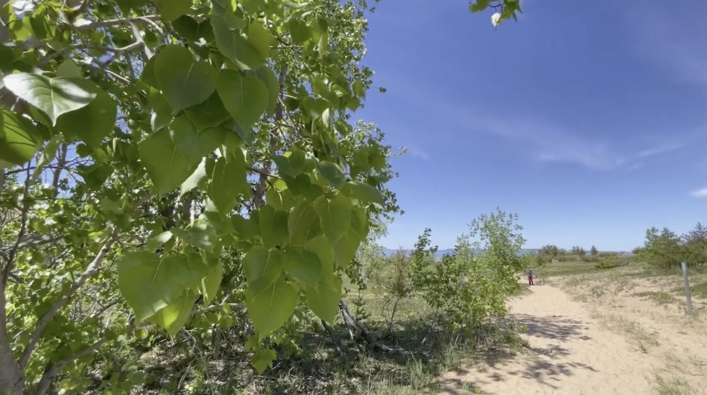 eastern cottonwood leaves at sleeping bear dunes