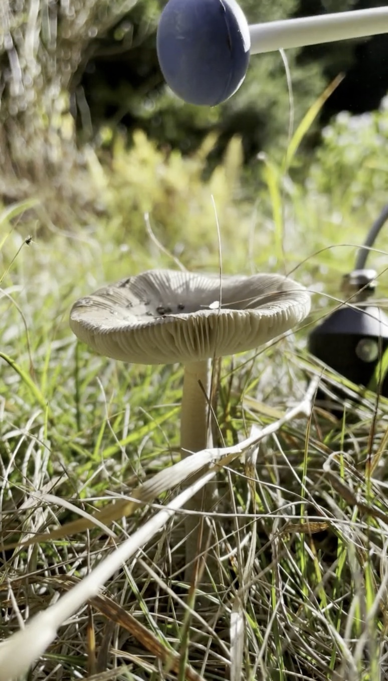 recording thumping a mushroom