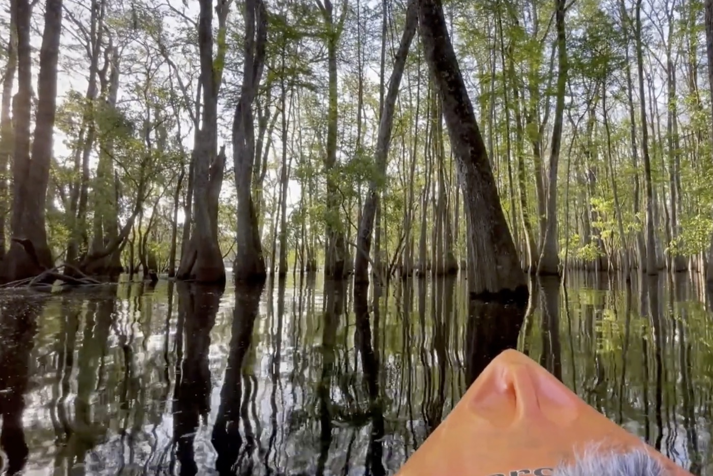 a forest swamp near Manatee Springs
